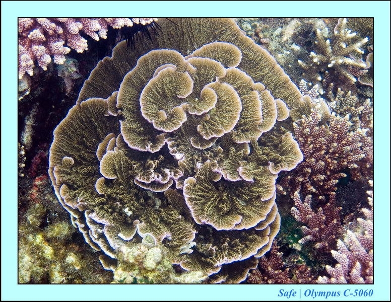 2006 - 07 - Tioman - Plongee Paya beach 22